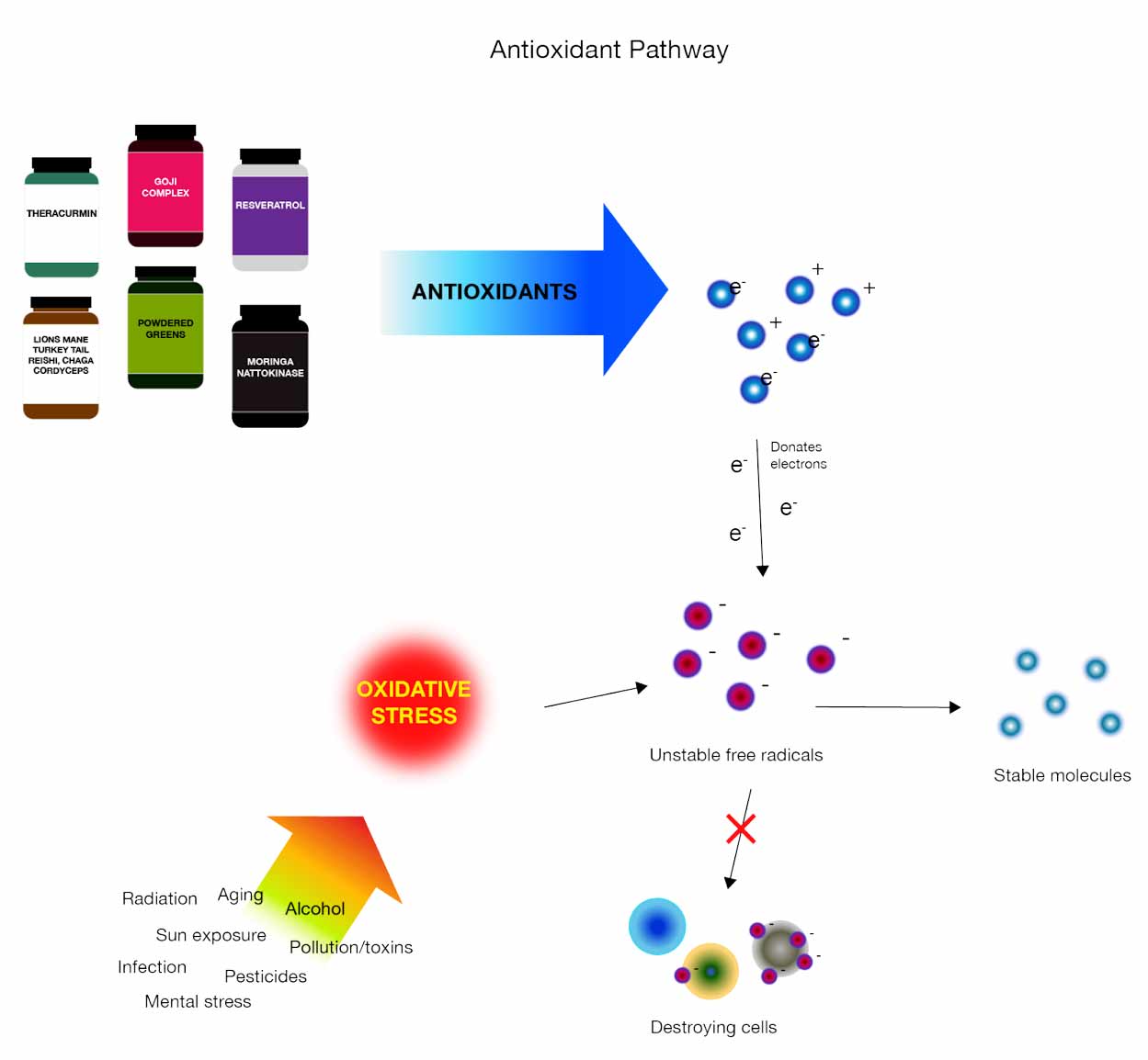 Antioxidant pathway