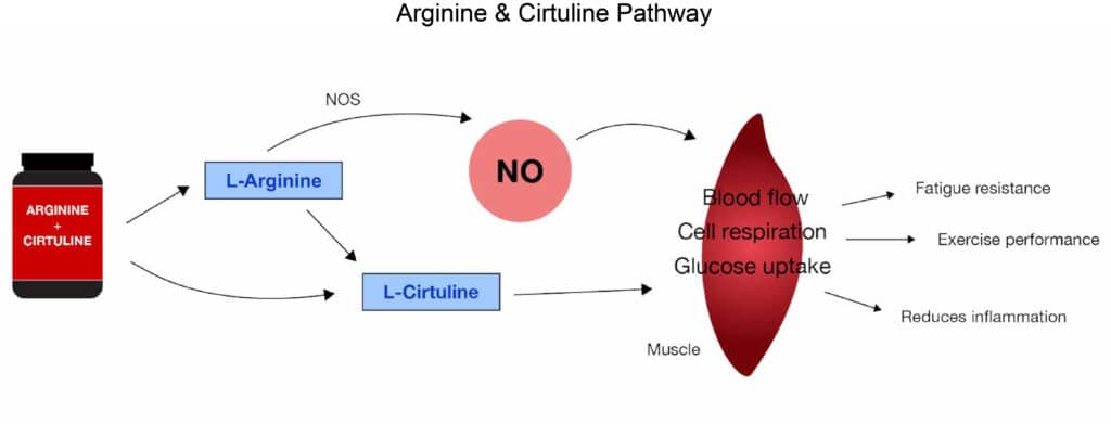 arginine diagram arginine diagram