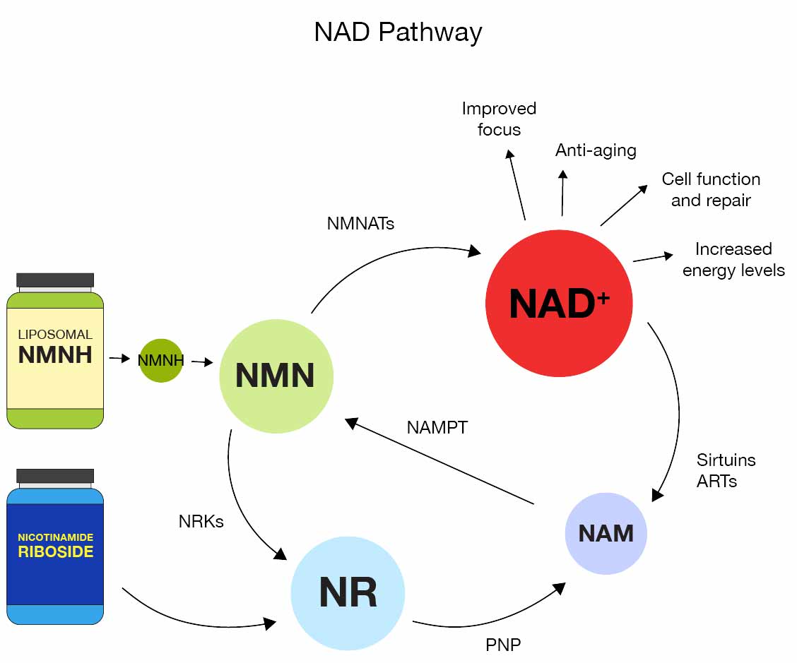 Nad Pathway Diagram