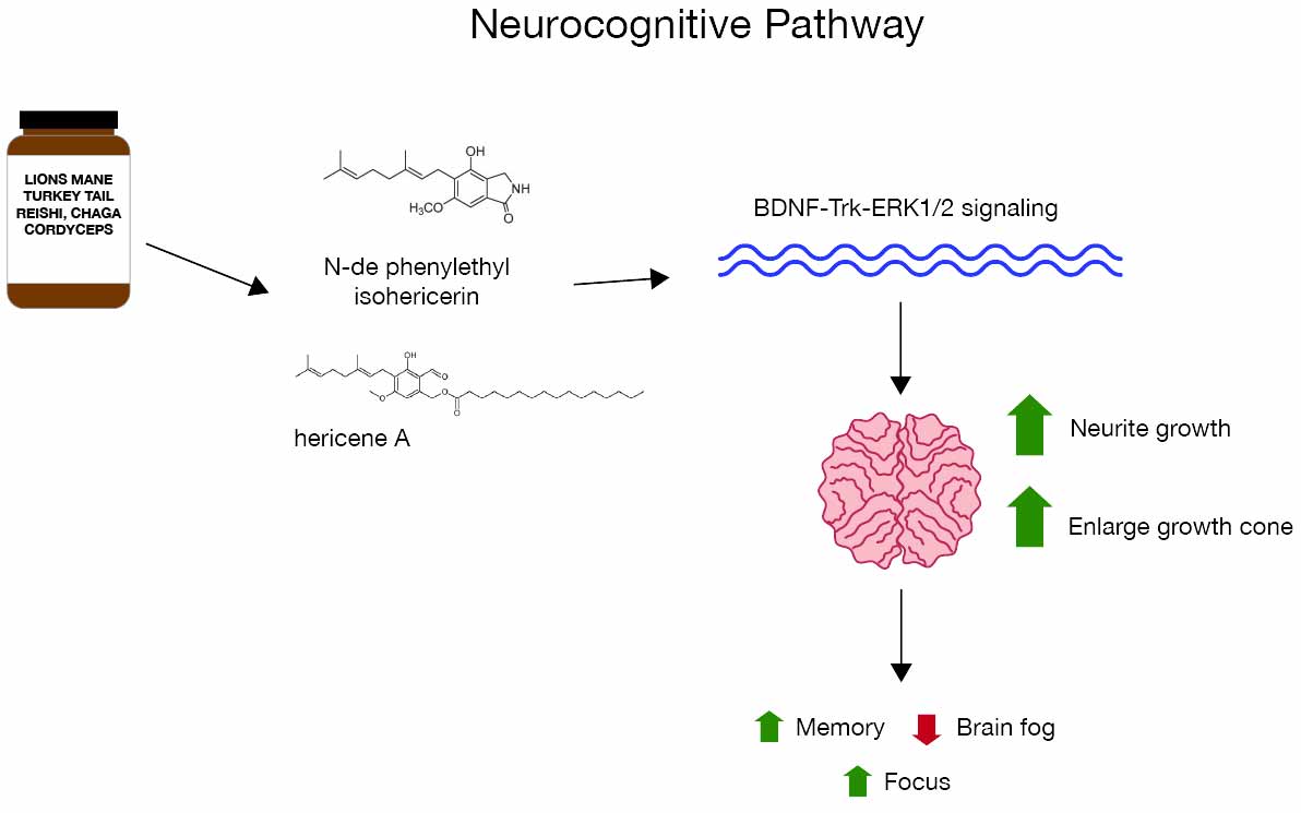 Neurocognitive Pathway Diagram