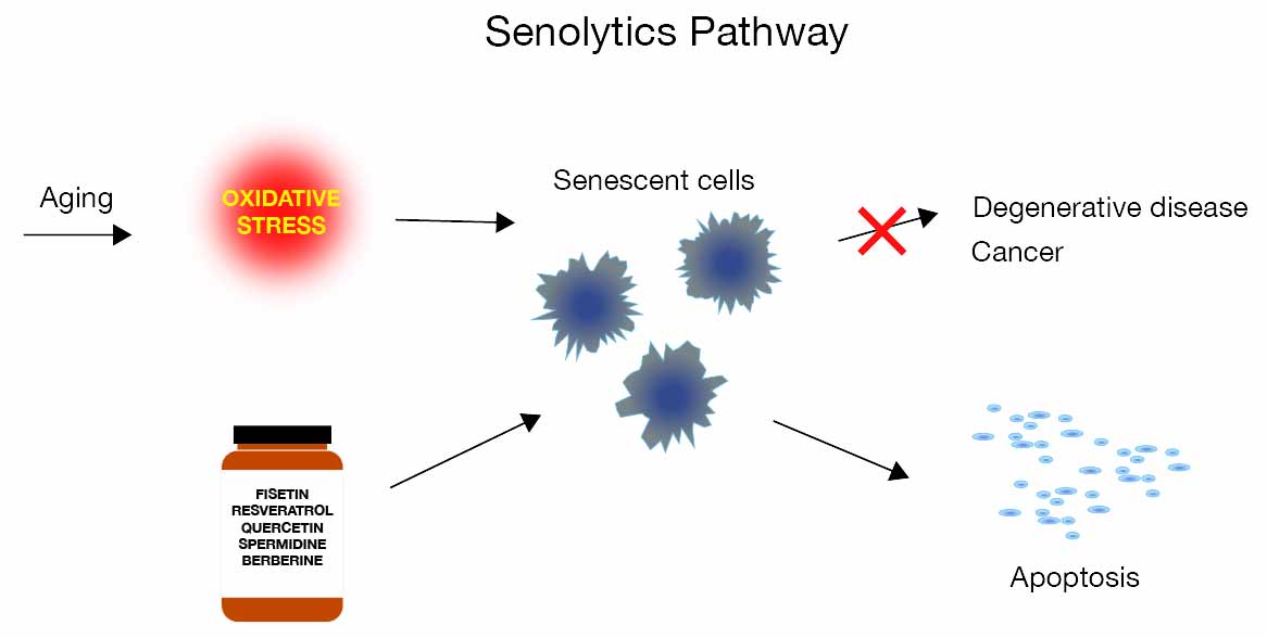 Senolytics Pathway Diagram