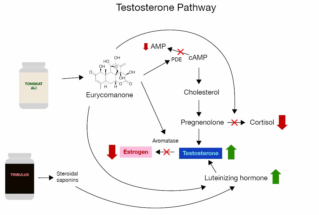 Testosterone Pathway